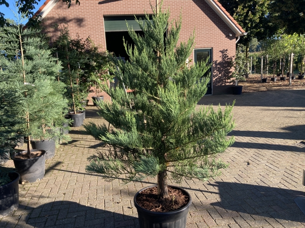 Sequoiadendron giganteum Healty Mammoth One